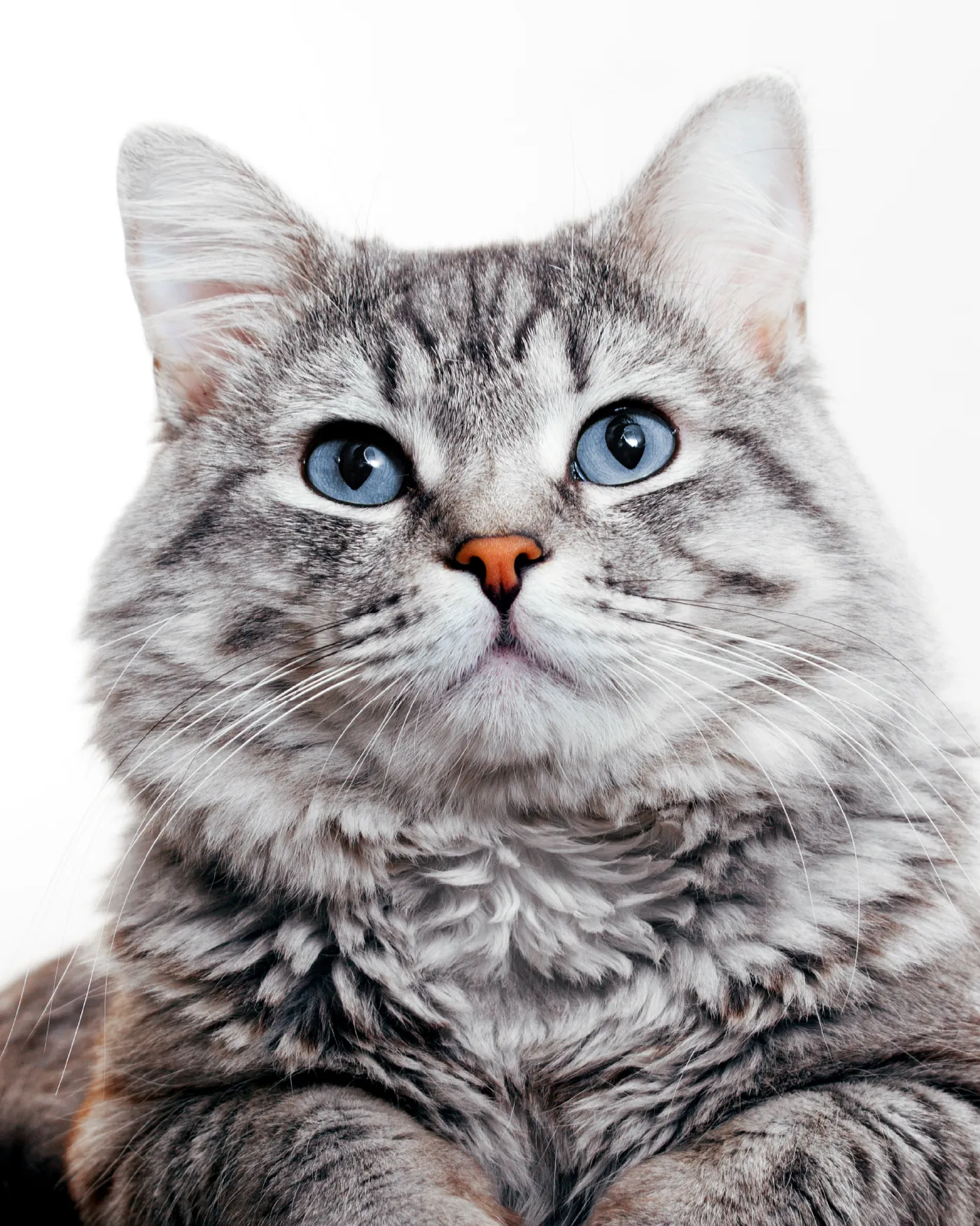 Un chat gris de face ; le signe Tous Uniques se pose sur son museau
